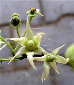  Flowers